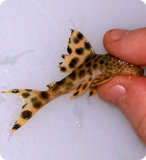 L075 Para Pleco - 2 Inch L075 Para Pleco - 2 Inch